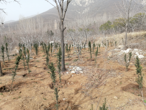 春雨喜灑父親山(圖8)