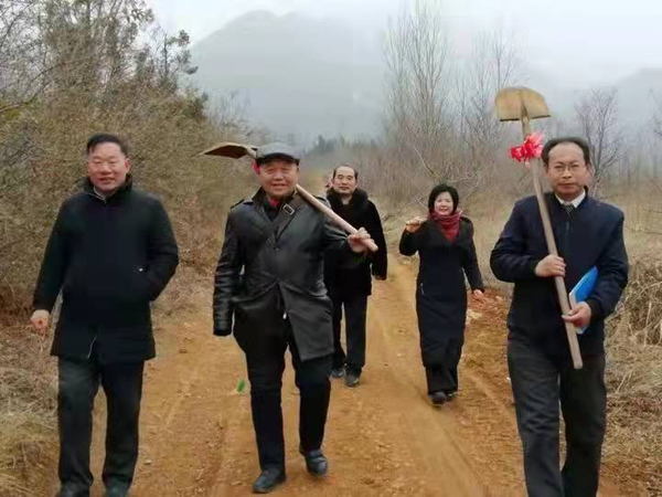 中華父親山下的紅豆杉(圖3)